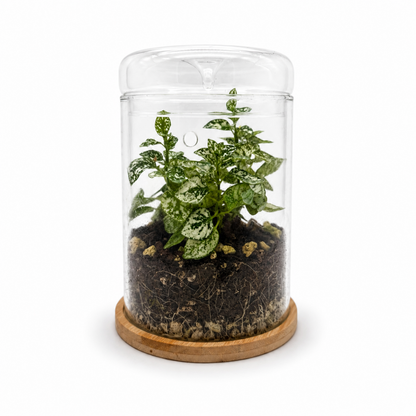 Kleines Gewächshaus 17 cm aus Glas mit Bambus-Untersetzer