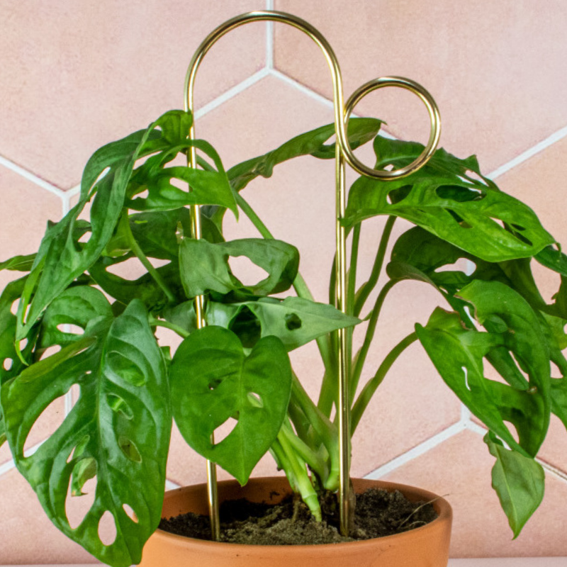 Mini-Rankhilfe “Loop” von Botanopia | 32 cm