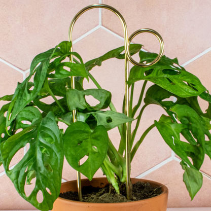 Mini-Rankhilfe “Loop” von Botanopia | 32 cm
