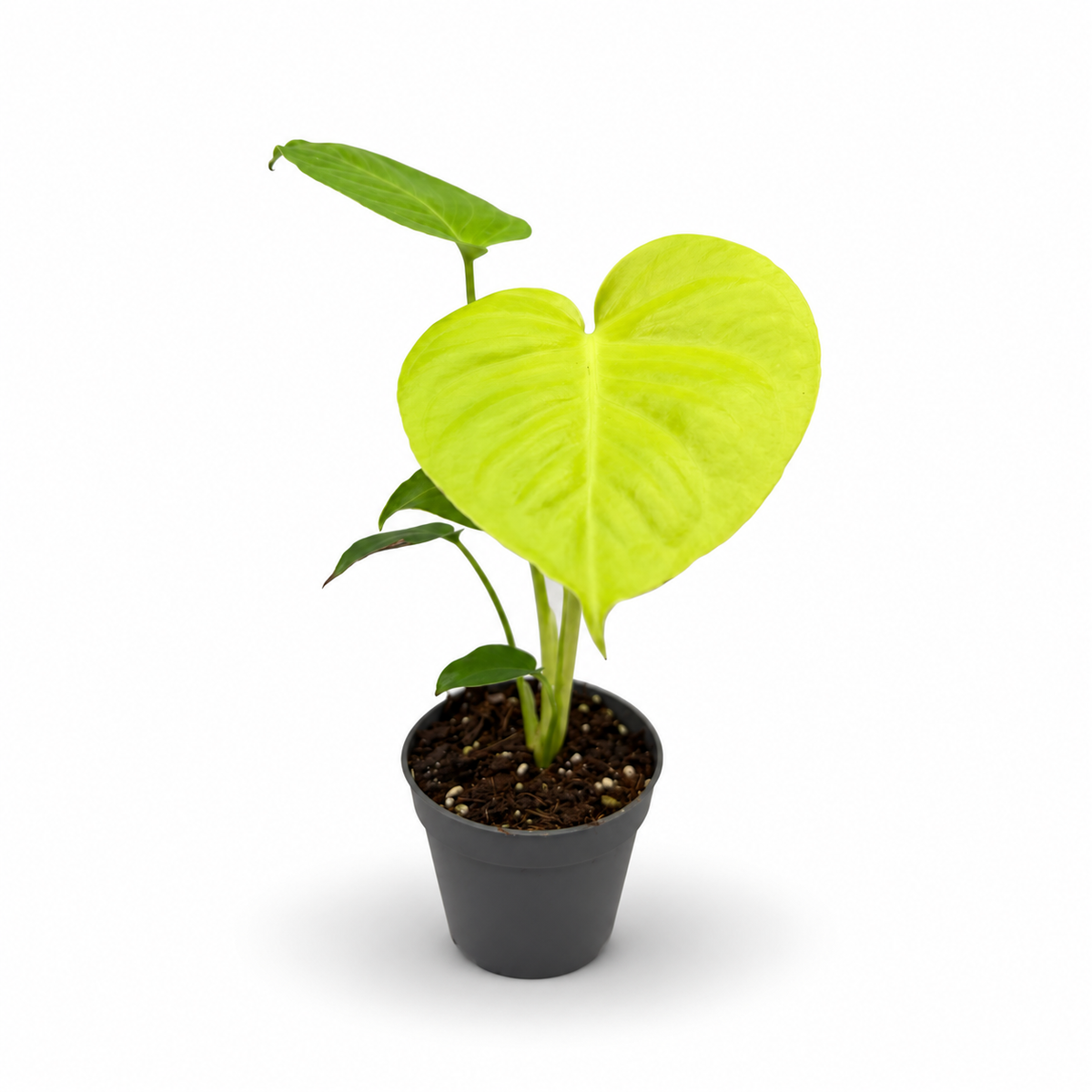 Monstera Deliciosa Lemon Lime Variegata