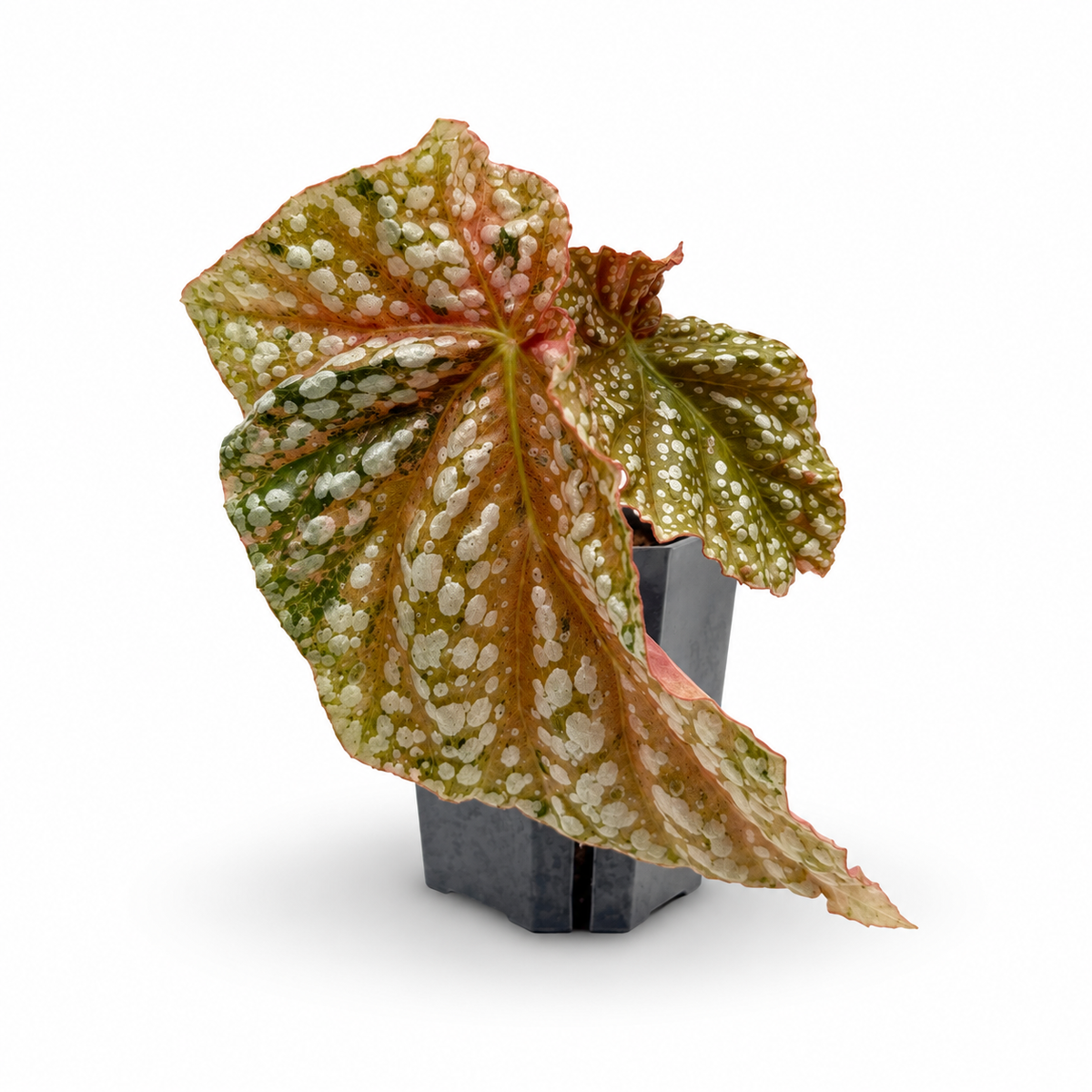 Begonia Snowcap Pink