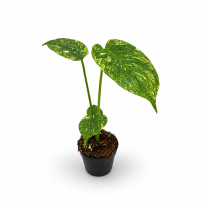 Monstera Deliciosa Green Snow
