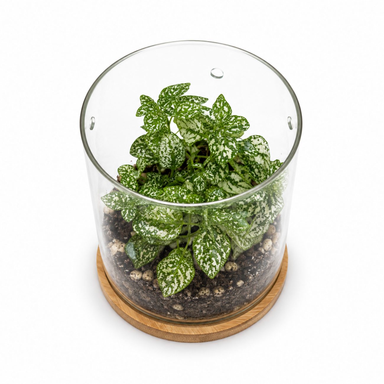 Kleines Gewächshaus 17 cm aus Glas mit Bambus-Untersetzer