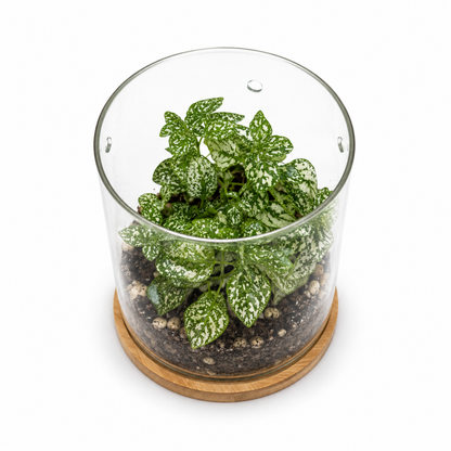 Kleines Gewächshaus 17 cm aus Glas mit Bambus-Untersetzer