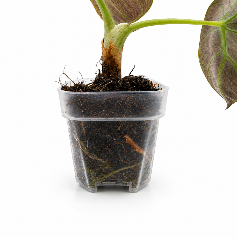 Halbtransparenter Mini-Pflanztopf mit Drainage
