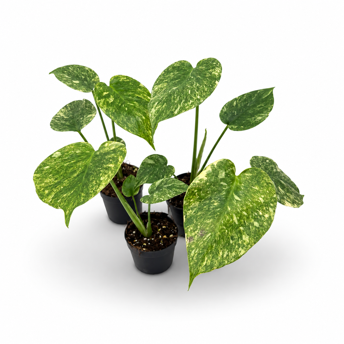 Monstera Deliciosa Green Snow