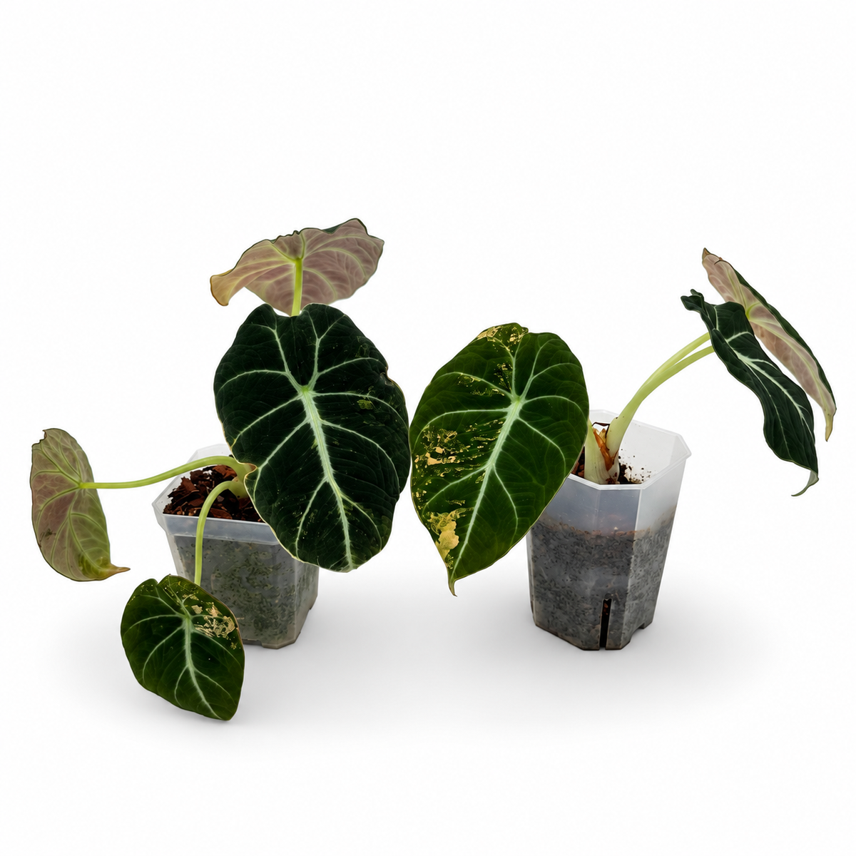 Alocasia Black Velvet Gold Variegata