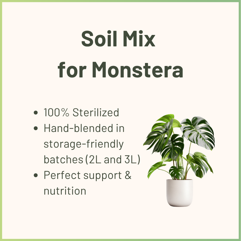 Spezialsubstrat für Monstera & Aroiden
