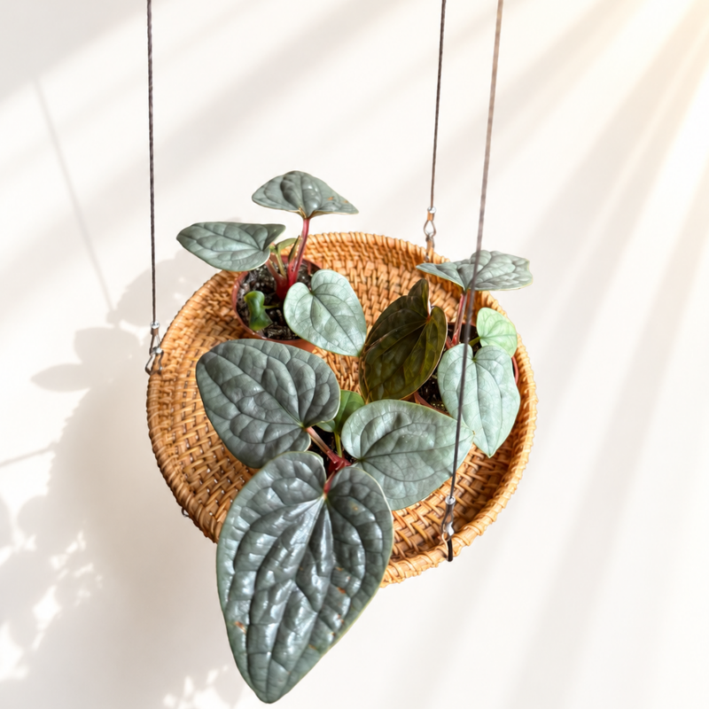 Pflanzenhänger aus Rattan & Edelstahl