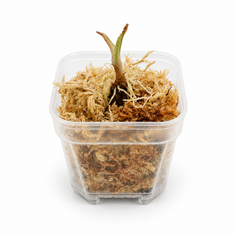 Halbtransparenter Mini-Pflanztopf mit Drainage