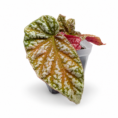 Begonia Snowcap Pink