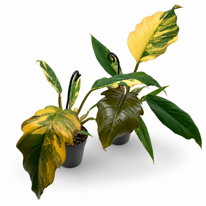 Philodendron Caramel Marble Variegata