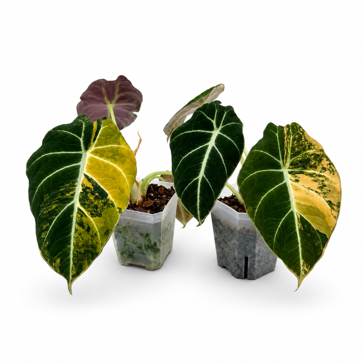 Alocasia Black Velvet Gold Variegata