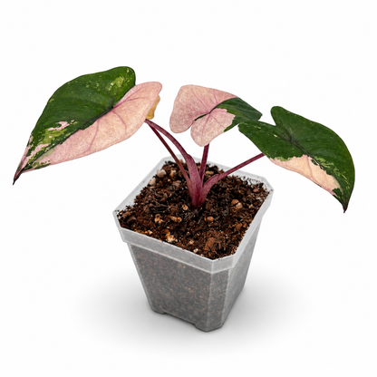 Alocasia “Yucatan Princess” Variegata
