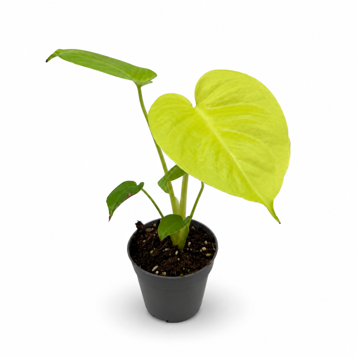 Monstera Deliciosa Lemon Lime Variegata