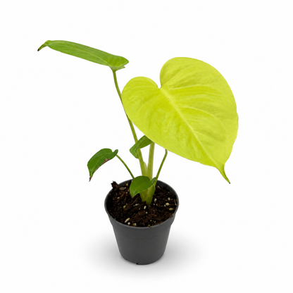 Monstera Deliciosa Lemon Lime Variegata
