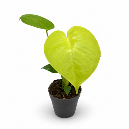 Monstera Deliciosa Lemon Lime Variegata