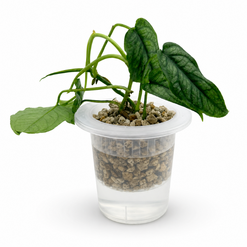 Semi Hydro Starter Topf & Anzuchttopf für Orchideen