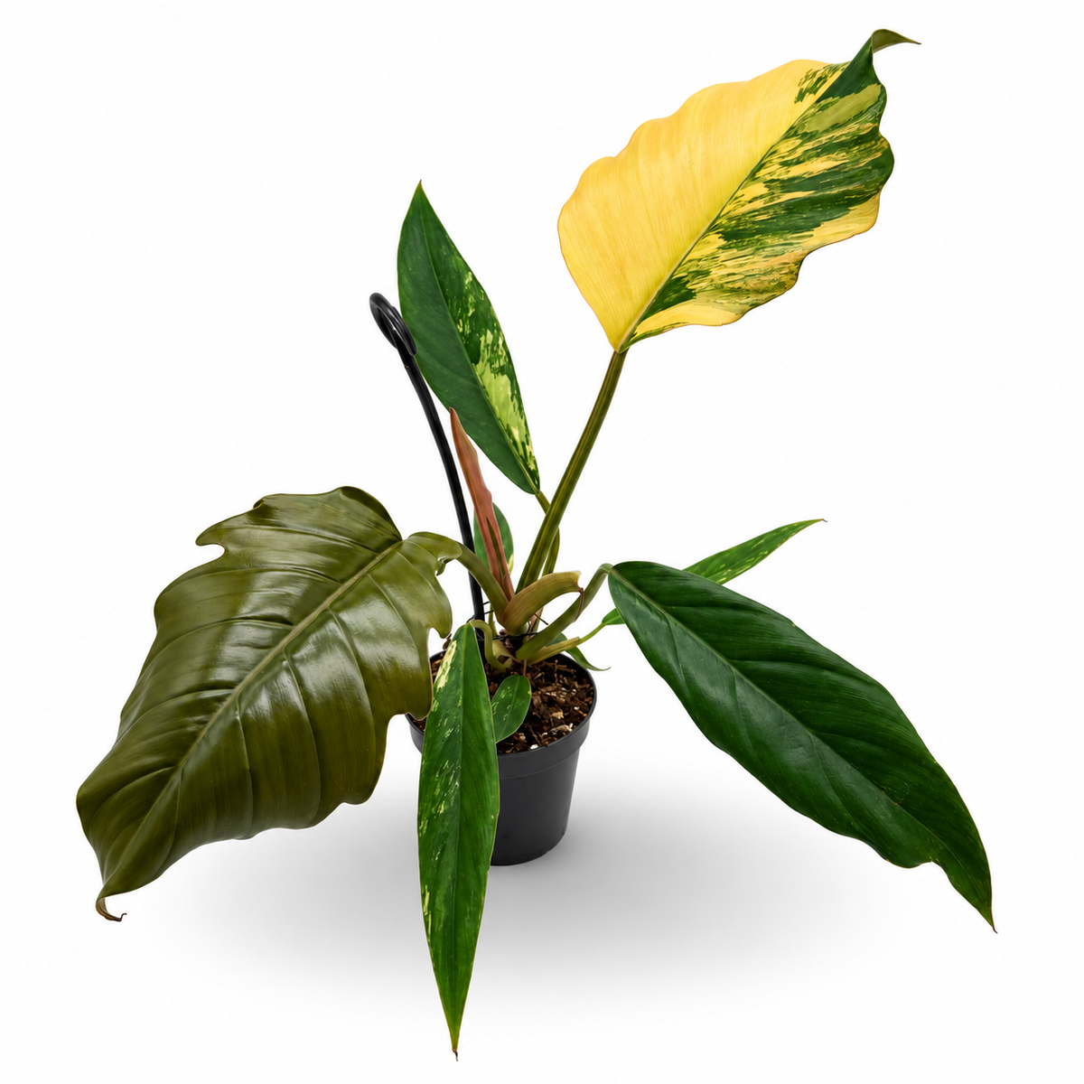 Philodendron Caramel Marble Variegata
