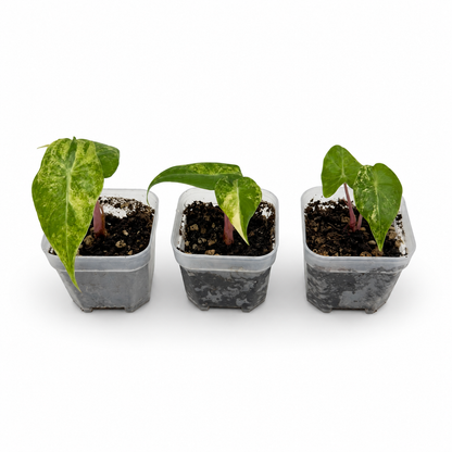 Alocasia Pink Dragon Nairobi Nights Variegata | Baby