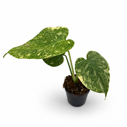 Monstera Deliciosa Green Snow