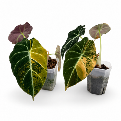 Alocasia Black Velvet Gold Variegata