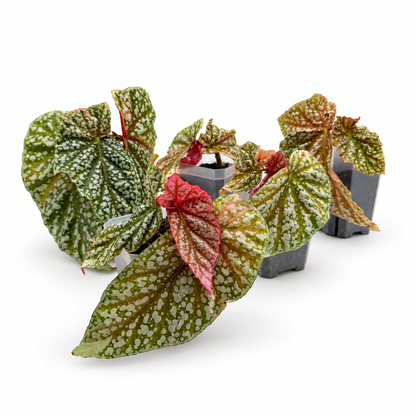 Begonia Snowcap Pink