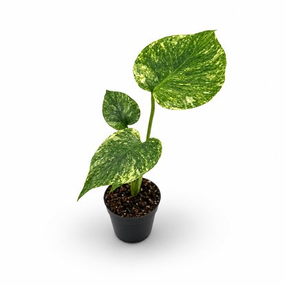 Monstera Deliciosa Green Snow