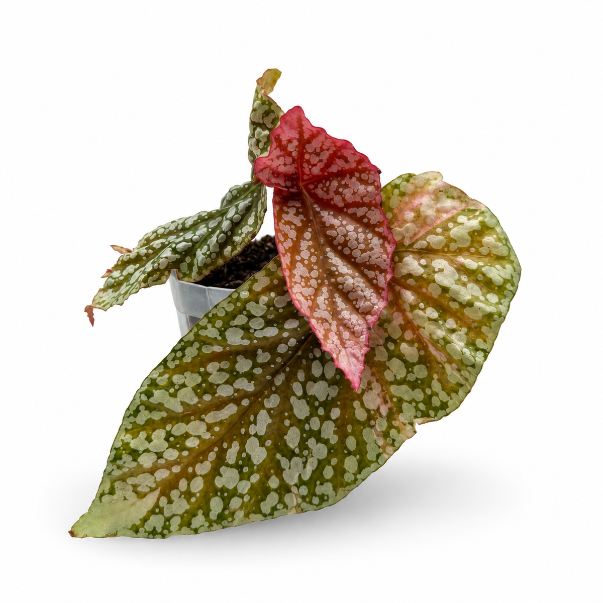 Begonia Snowcap Pink