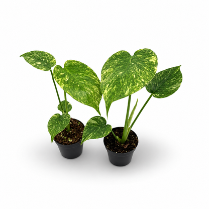 Monstera Deliciosa Green Snow