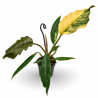Philodendron Caramel Marble Variegata