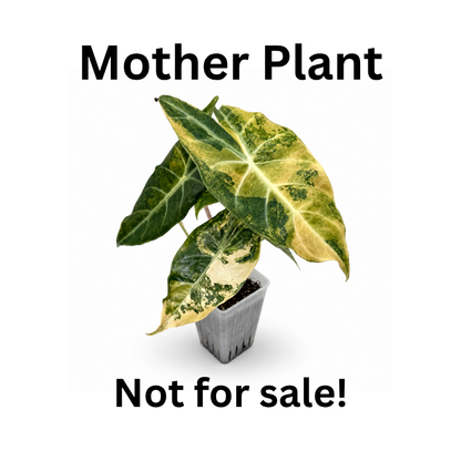 Alocasia Pink Dragon Nairobi Nights Variegata | Baby