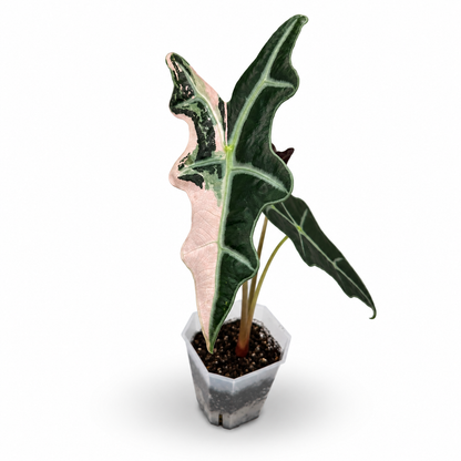 Alocasia 'Yucatan Princess' Variegated