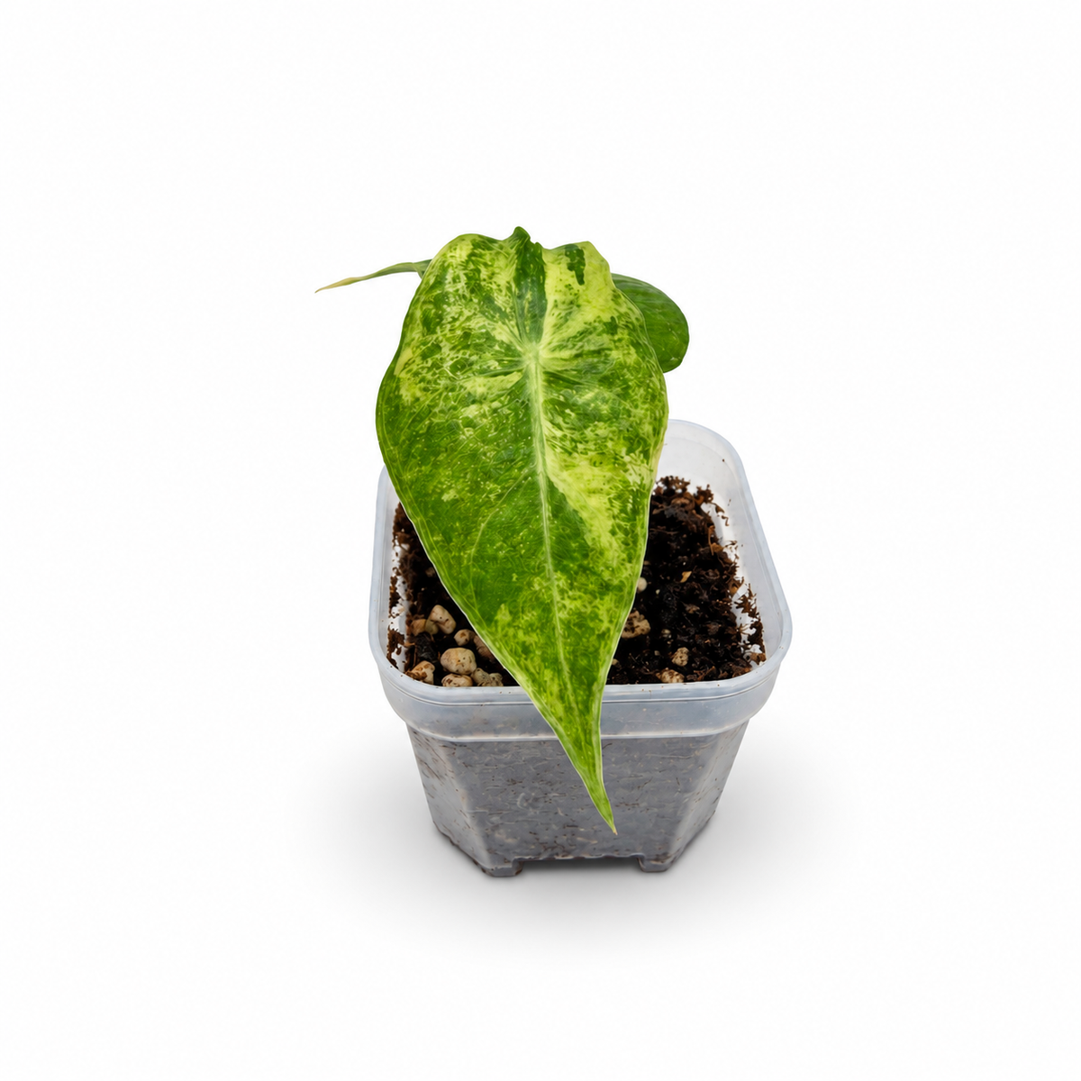 Alocasia Pink Dragon Nairobi Nights Variegata | Baby