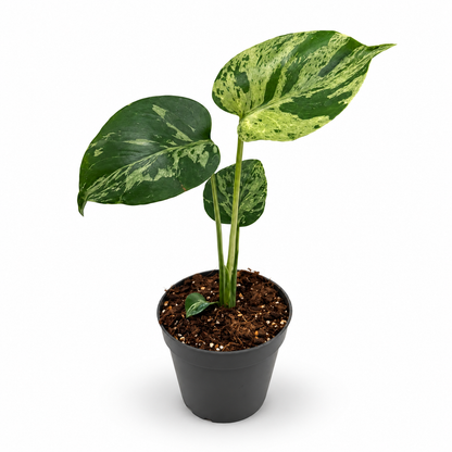 Monstera Deliciosa “Bulbasaur”