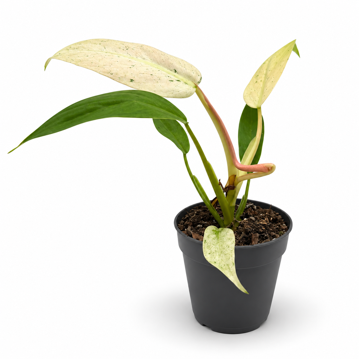 Philodendron Whipple Way