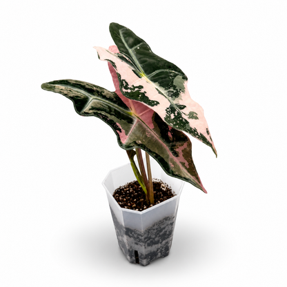 Alocasia 'Yucatan Princess' Variegated