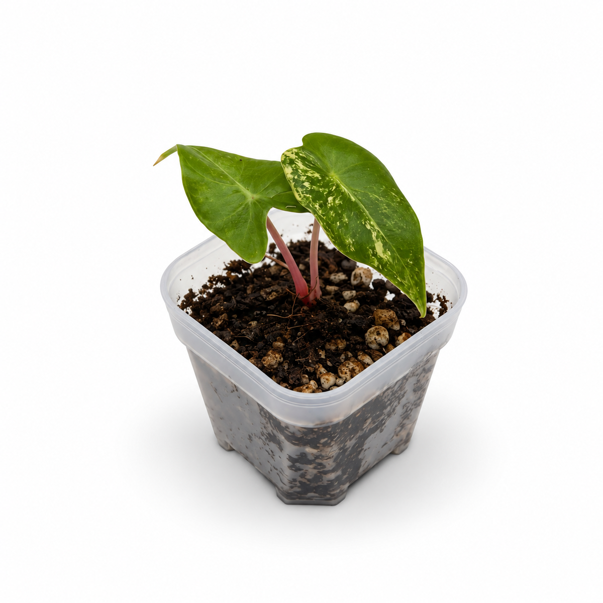 Alocasia Pink Dragon Nairobi Nights Variegata | Baby