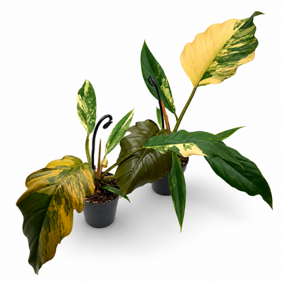 Philodendron Caramel Marble Variegata