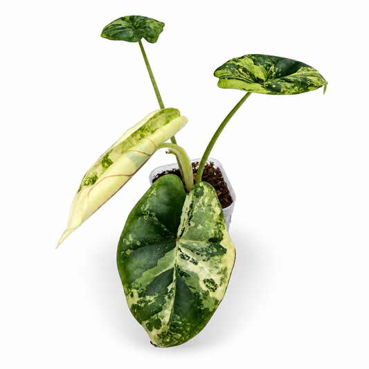 Alocasia Dragon Scale Variegata