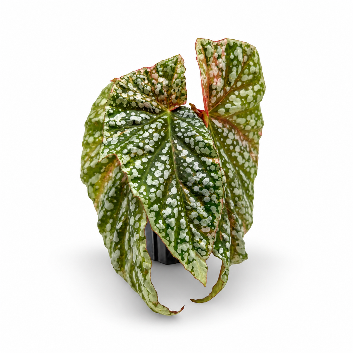 Begonia Snowcap Pink