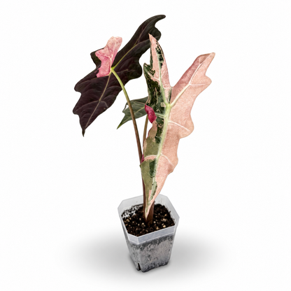 Alocasia 'Yucatan Princess' Variegated