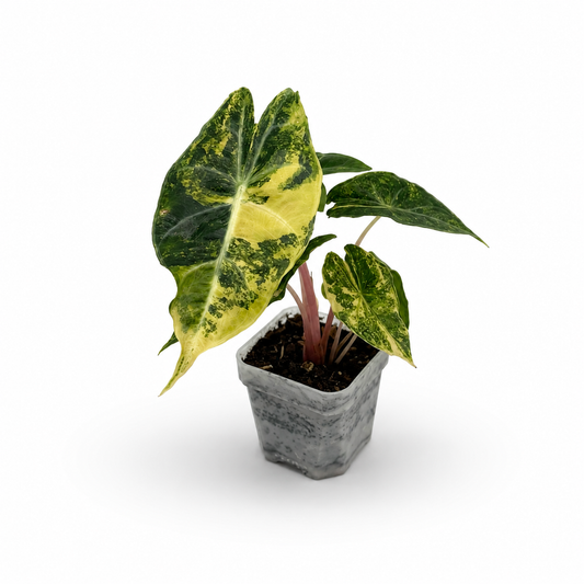 Alocasia Pink Dragon Nairobi Nights Variegata