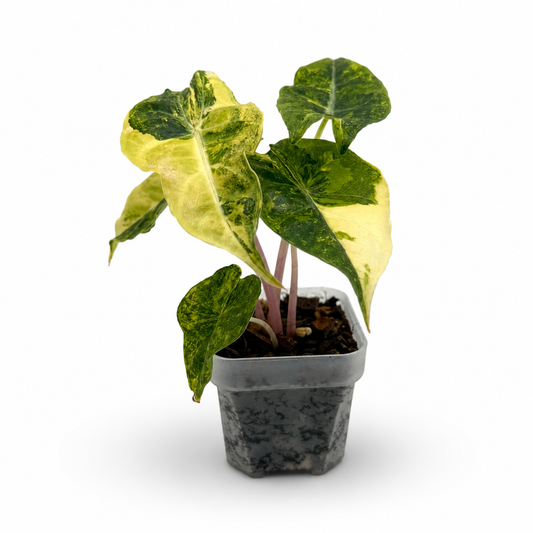 Alocasia Pink Dragon Nairobi Nights Variegata