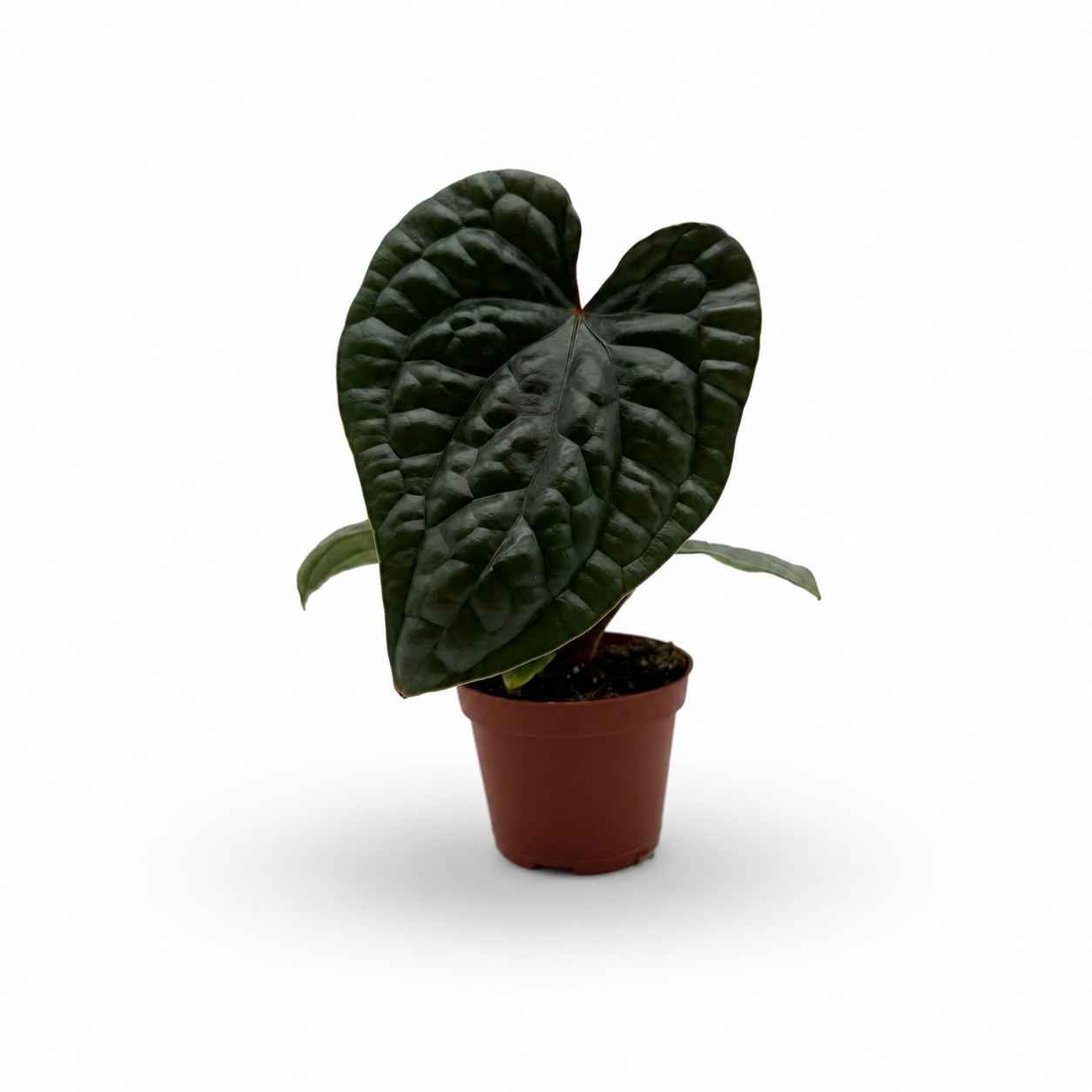 Anthurium Luxurians
