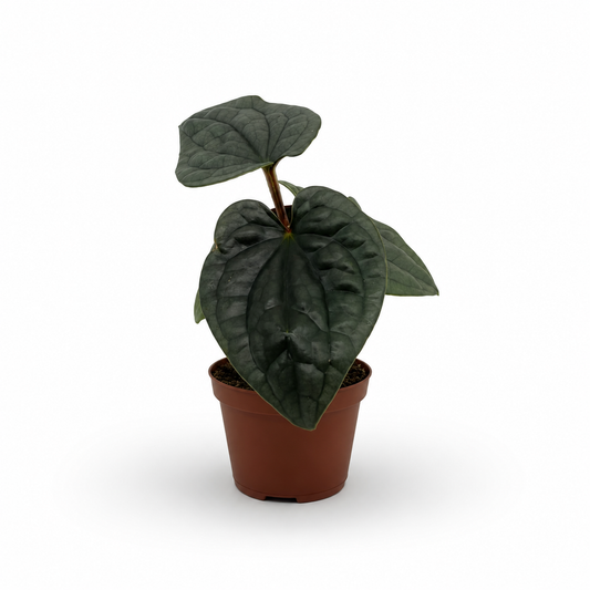 Anthurium Luxurians