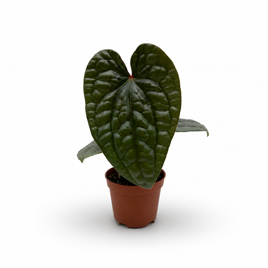 Anthurium Luxurians