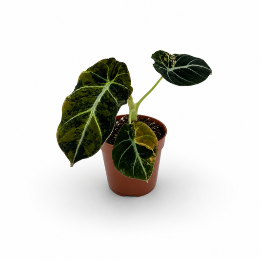 Alocasia Black Velvet Gold Variegata