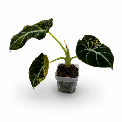 Alocasia Black Velvet Gold Variegata