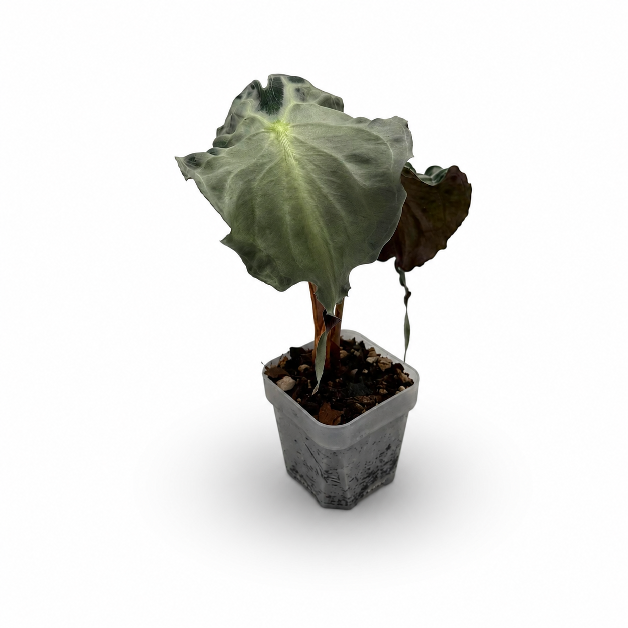 Alocasia “Venom”